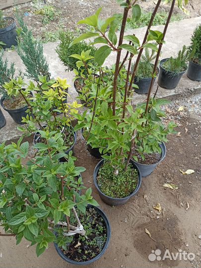 Гортензия метельчатая Фрейз Мельба, Лайм лайт