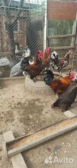 Карликовый петушок