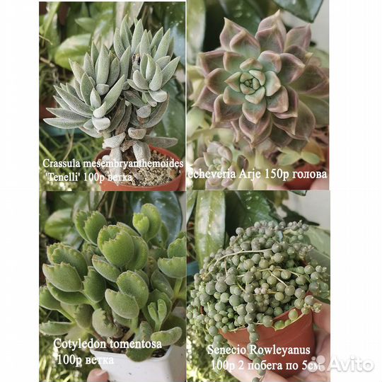 Суккуленты почтой