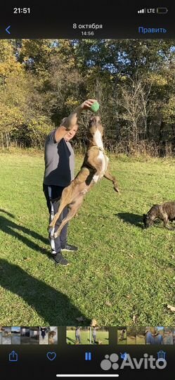 Щенки амстаффа