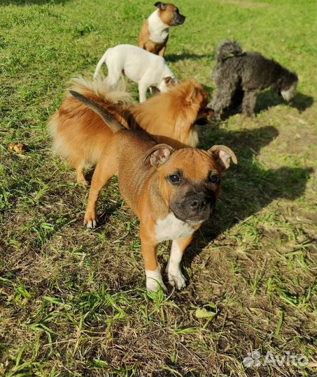 Стаффордширский бультерьер