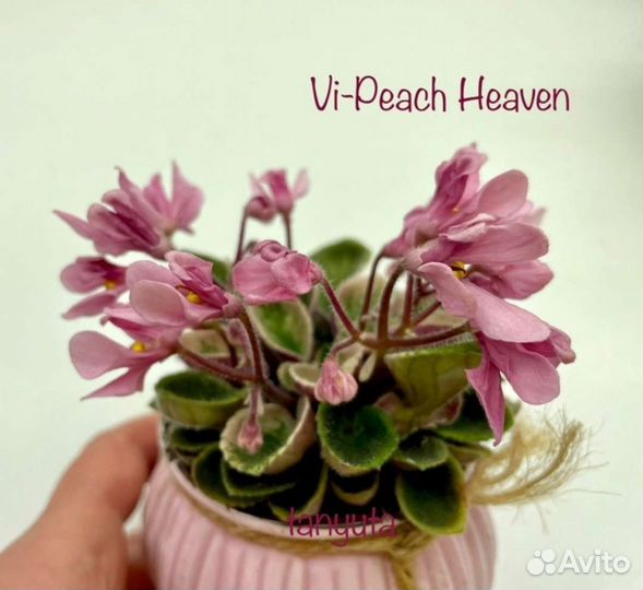 Сортовые фиалки 