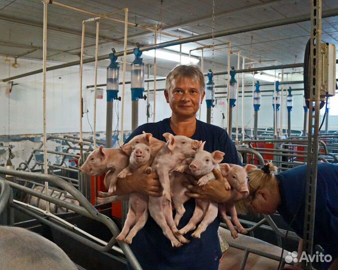 Разнорабочий на свинокомплекс (Вахта с питанием)