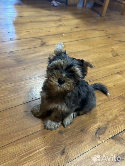 Йоркширский терьер щенки