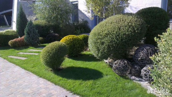 Ива французская,шаровидная(самоформирующаяся)