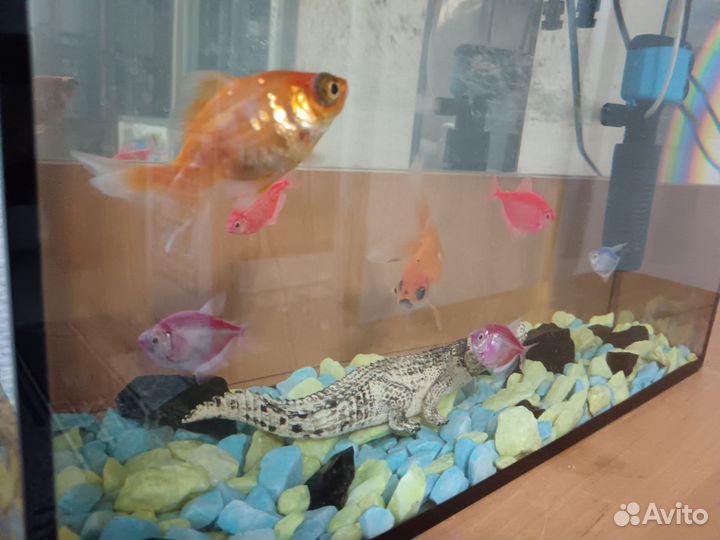 Аквариум с рыбками