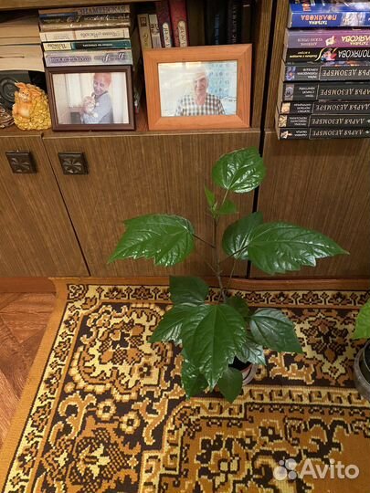 Продам цветы комнатные