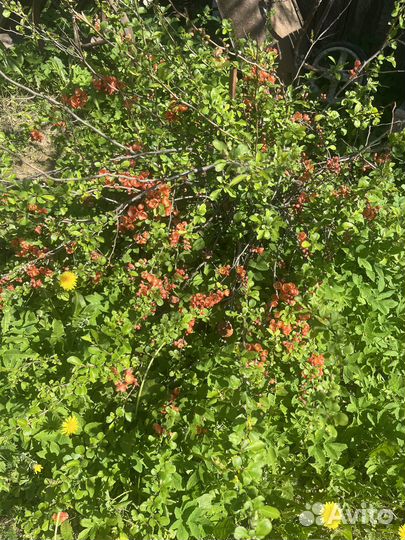 Айва японская кустарник