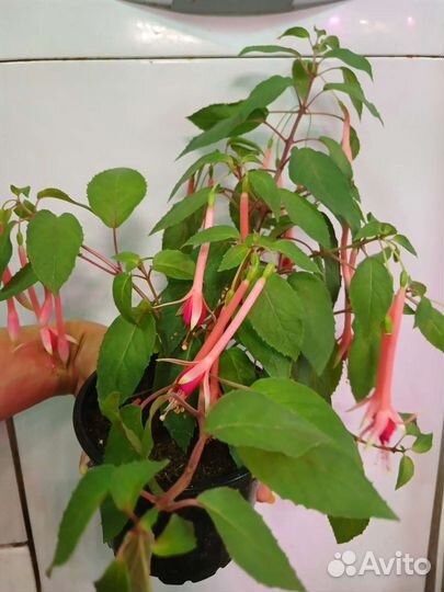 Фуксия pour le menneke