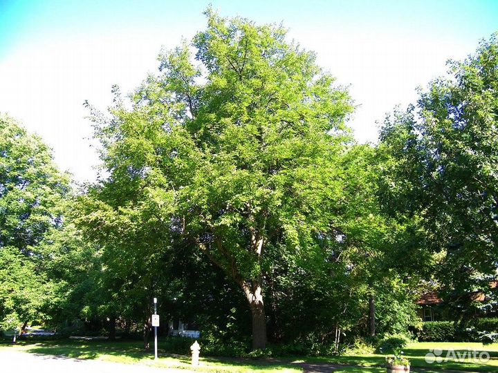 Шелковица белая, разные сорта, семена