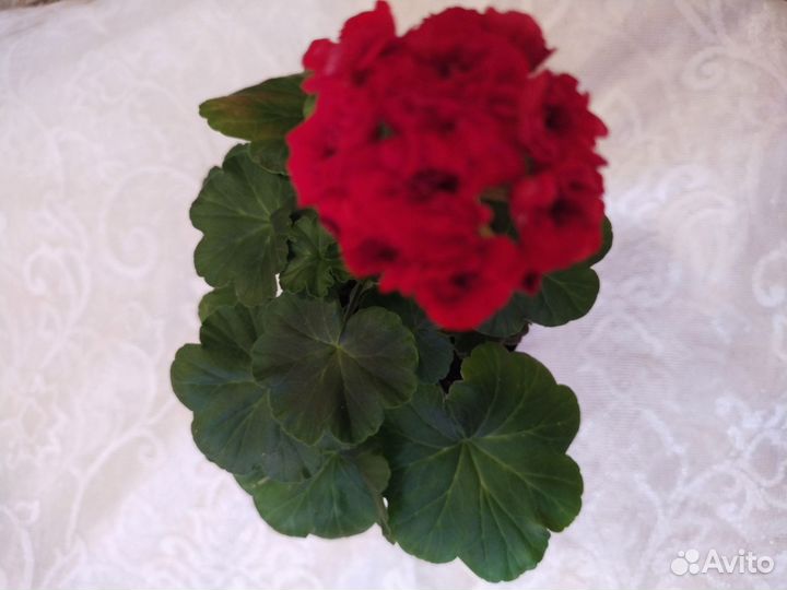 Герань пеларгония королевская