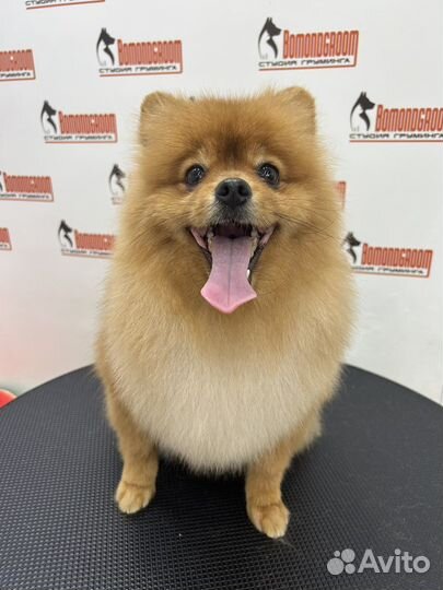 Модели, стрижка собак,груминг