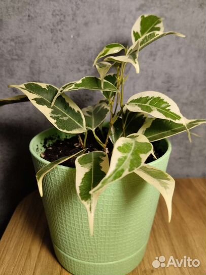 Фикус бенджамина