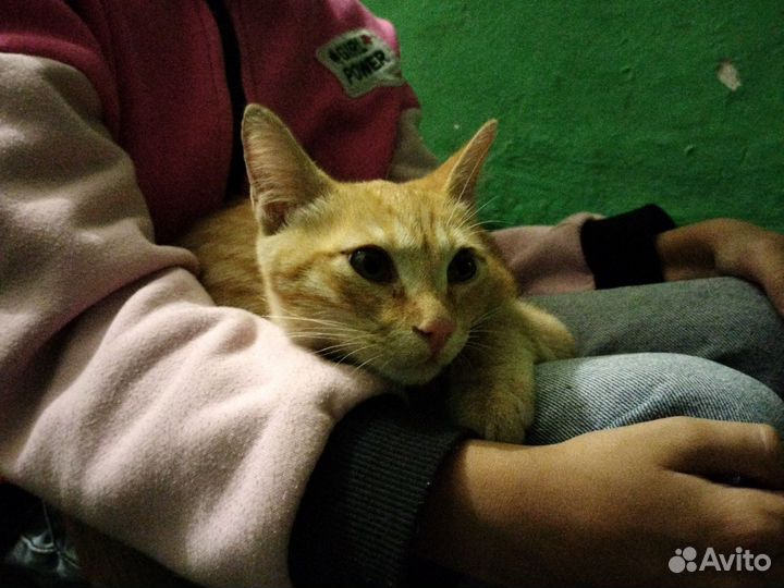 Кот в добрые руки