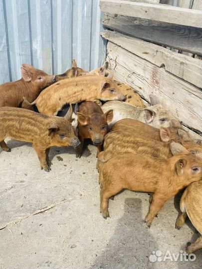 Свинье И поросята