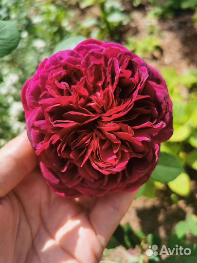 Роза английская Вильям Шекспир