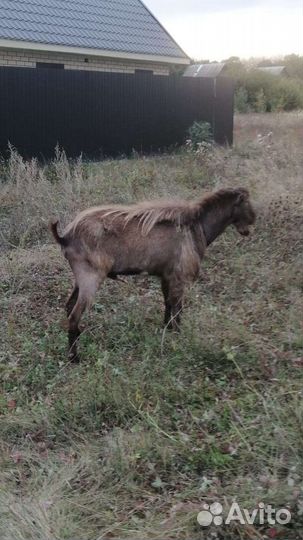 Козел и козел