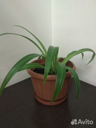 Хлорофитум