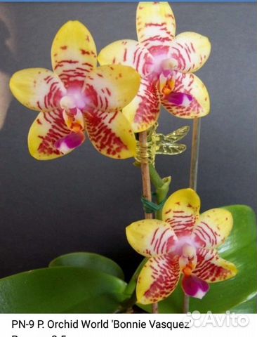 Орхидея фаленопсис