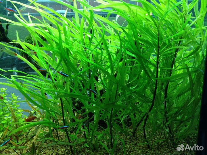 Мох и растения аквариумные