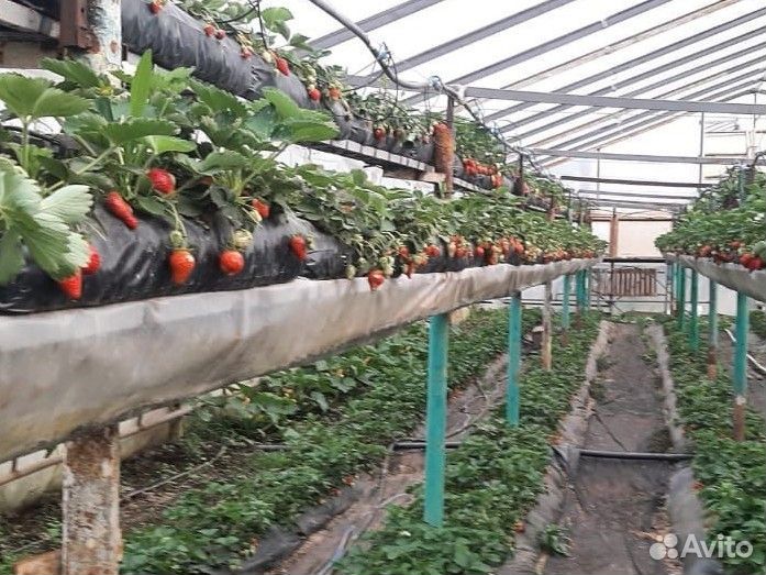 Рыбалка Апшеронский район. Беседка с мангалом