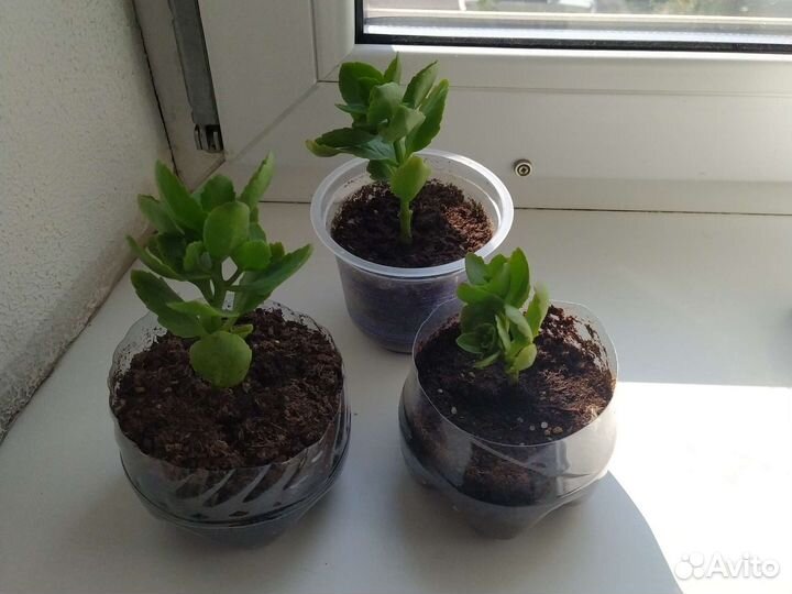 Комнатные цветы каланхоэ