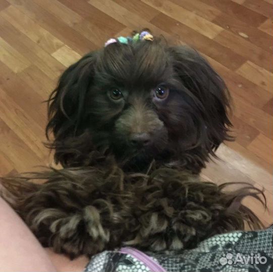 Вязка китайская хохлатая (пуховечек)