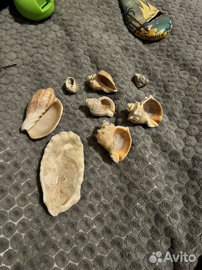 Морские ракушки раковины