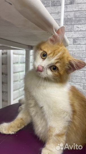 Котенок мальчик в дар