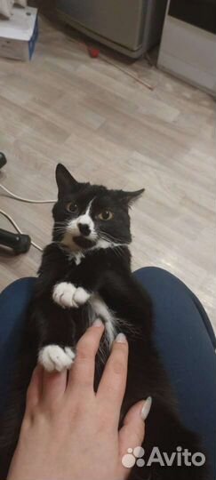 Кошка в дар