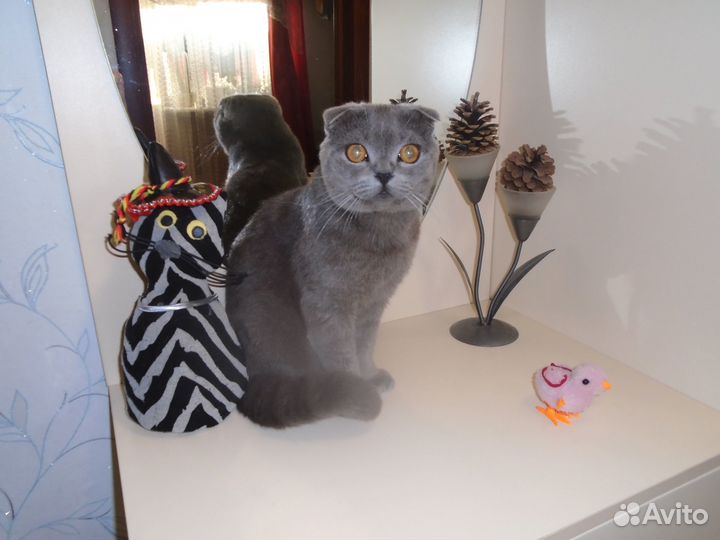 Шотландский вислоухий кот вязка