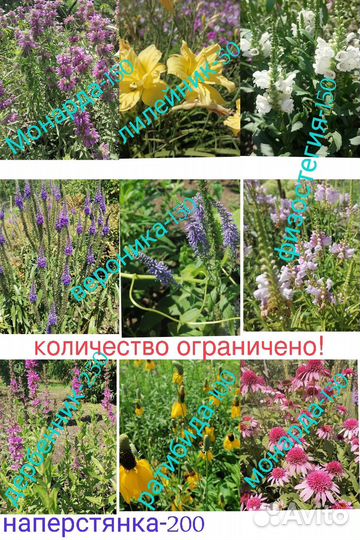 Многолетние садовые цветы