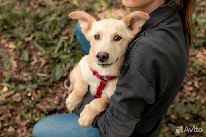 Щенок в добрые руки