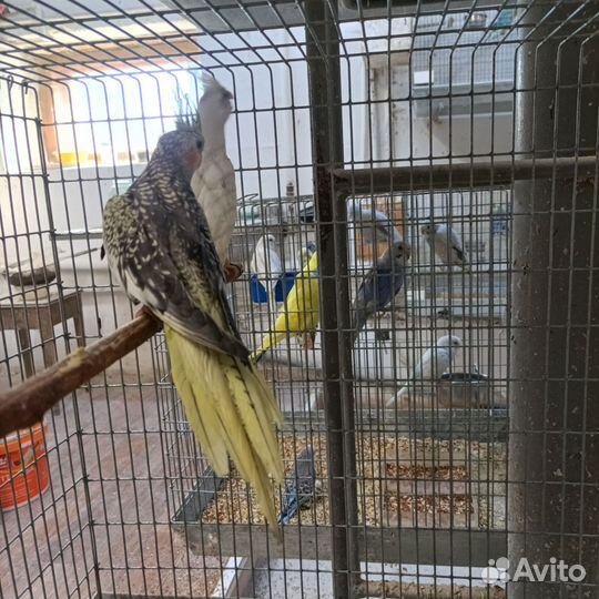 Попугай корелла птенец