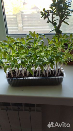 Рассада томатов