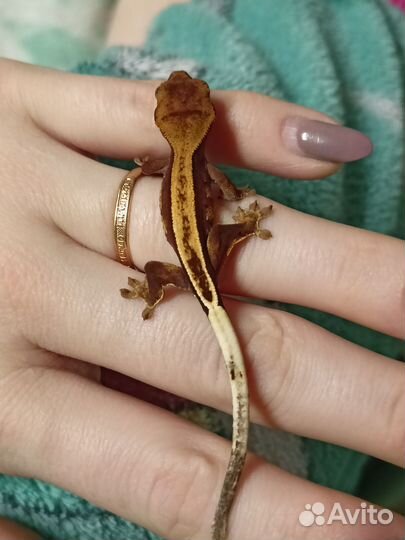 Реснитчатый бананоед