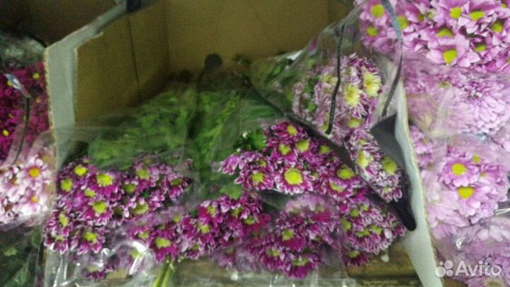 Хризантема кустовая