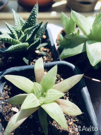 Хавортии разные