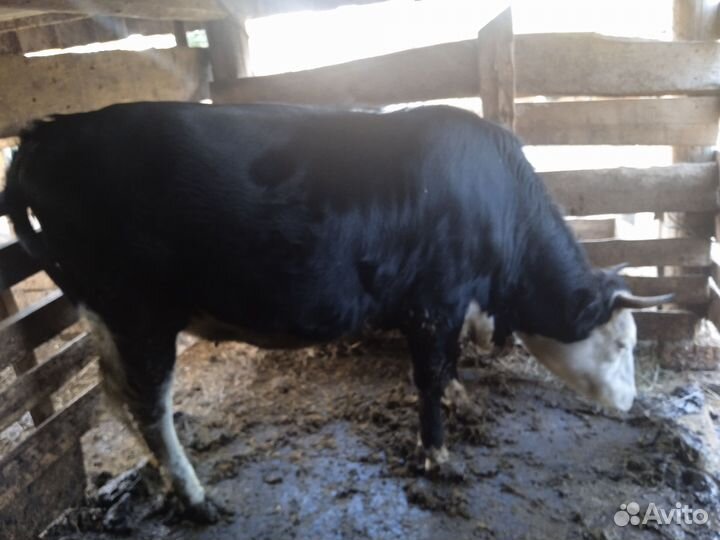 Продается тёлка