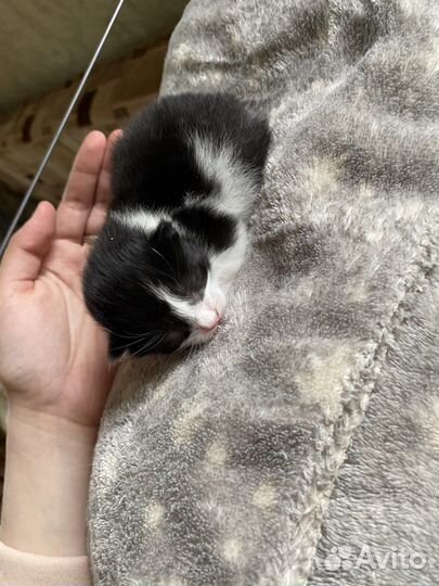 Домашние животные кошки