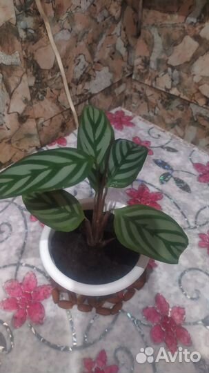 Спатифилум