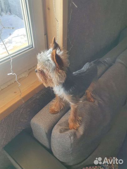 Йоркширский терьер вязка мальчик