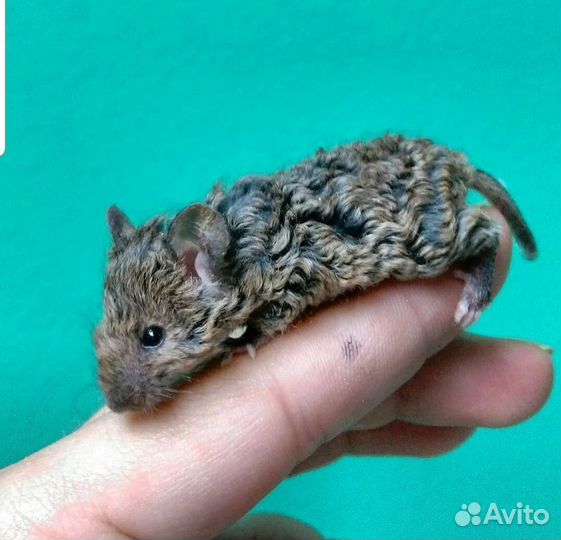 Мышата кудрявые