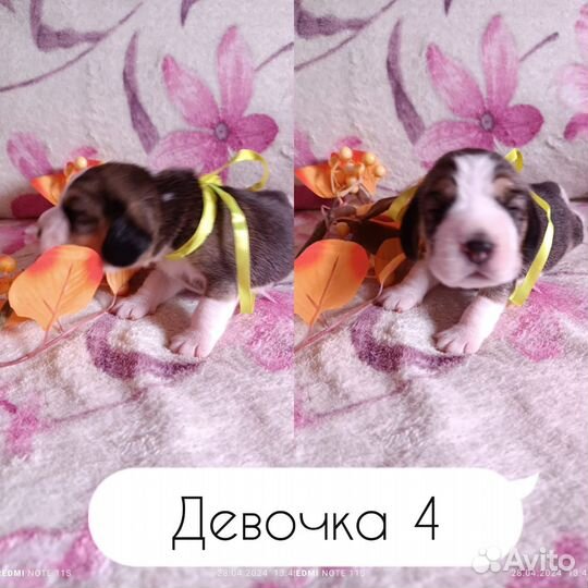 Щенки Бигля