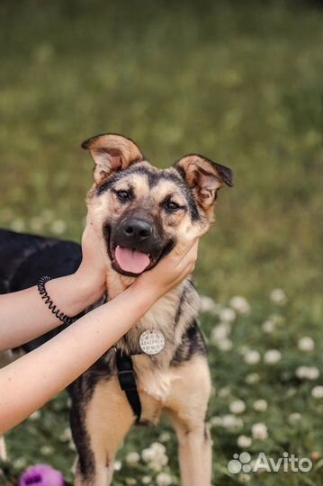 Собака щенок в добрые руки бесплатно/в дар