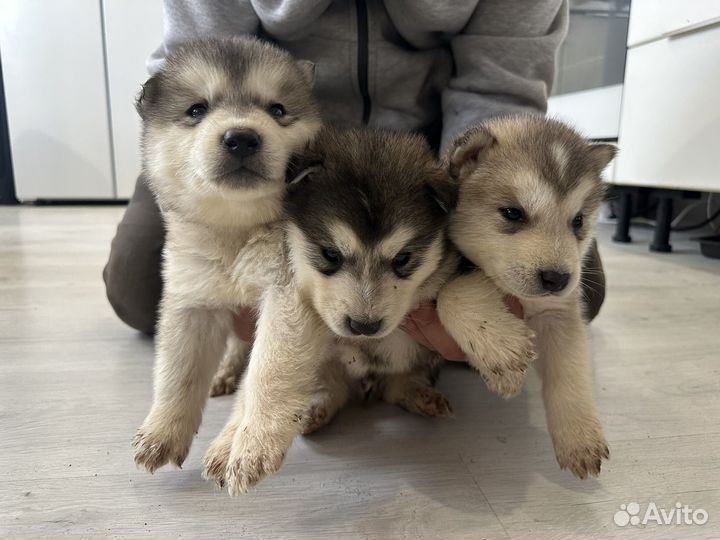 Аляскинский маламут щенки
