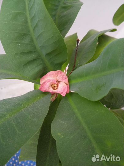 Молочай миля Эуфорбия