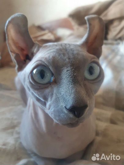 Кот Эльф Вязка