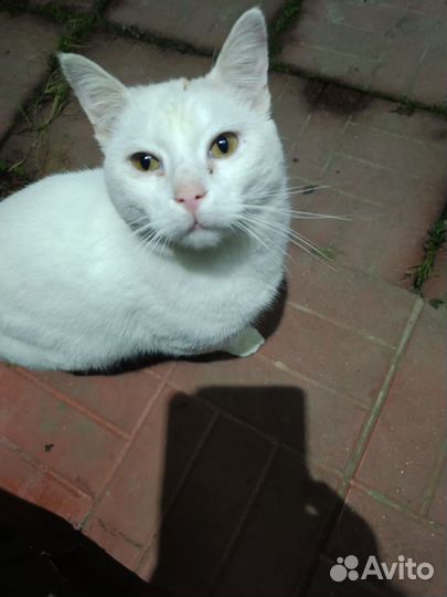 Просим помощи в пристройстве котика