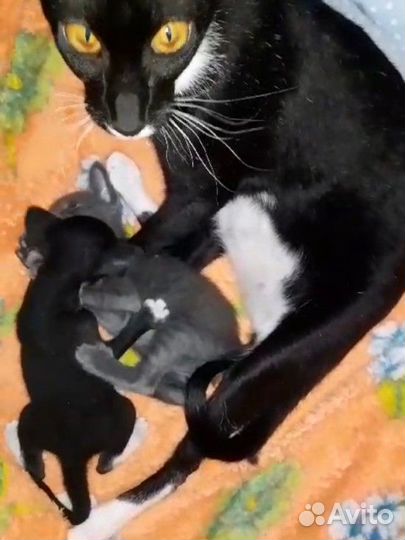 Петерболд ориентал котята